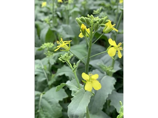 Bayer Investing More Than $45M CAD to Build World-Class Canola Research and Development Facility in Canada