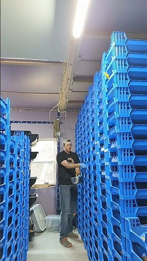 Soldier Fly Larvae: Eating Your Food Waste