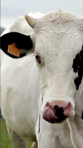 "Cow Sounds & Mooing – Cows Moo Relaxing Cattle Mooing ASMR #farmlife #cow #cows