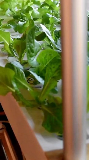 Our students learn many skills in math, writing, reading, culture but Montessori education, through it's holistic approach, also prioritizes lessons in care of environment and self with many skills that compliment other academic lessons. Children learn a sense of self, independence, appreciation, and to live within a community. #catholiceducation #montessori | Divine Mercy Academy