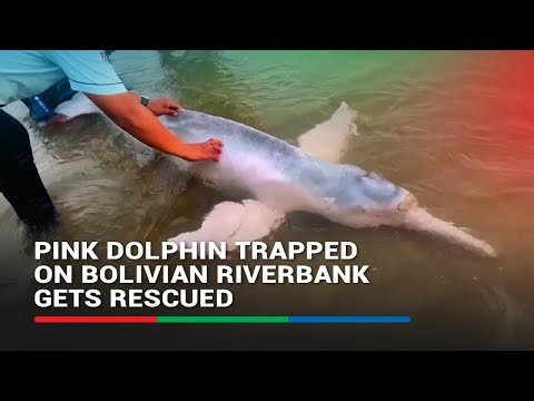 Pink dolphin trapped on Bolivian riverbank gets rescued | ABS-CBN News