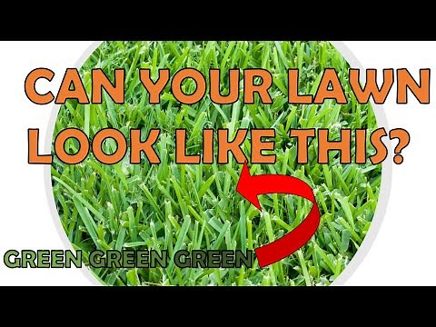 7 Spring Lawn Care TIPS & TRICKS For St. Augustine Grass