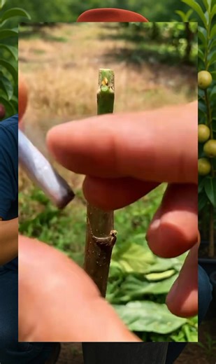 Side grafting technique for stronger linkage in the future #Grafting #graftingplant #chipbudding #graftingtechnique | Grafting Techniques