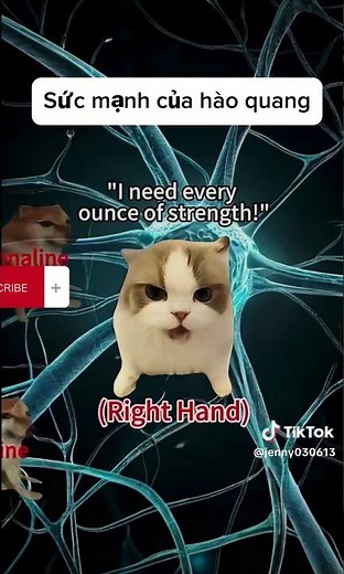 Meme cat | phần 1 | Capy_chan