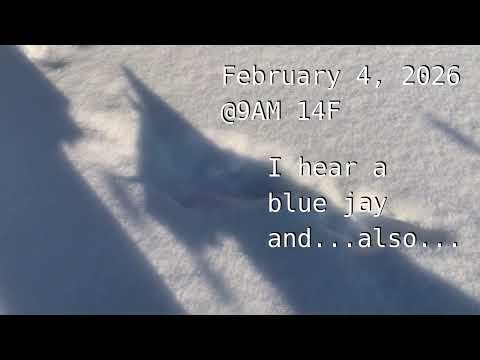 First robin and cardinals singing - Valentine's Day preparations!