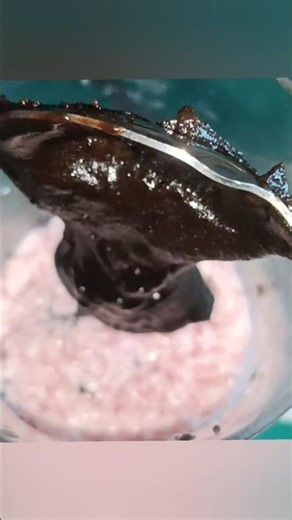 3-Ingredient Frozen Oreo Dessert ❄️