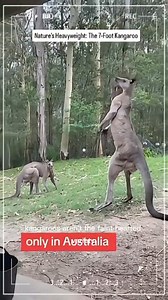 Meet the real-life giant kangaroo! These incredible marsupials can grow up to 7 feet tall and weigh over 200 pounds of pure muscle. With legs capable of delivering a kick strong enough to break bones, kangaroos are no pushovers. The world record for the tallest kangaroo stands at an astonishing 7 ft 10 in! Nature's own. #fypシ゚ #amazingvideo #kangaroo #amazingfacts #AmericanHistory #Amazing #knowledge #facts #naturelovers #fearless #familia #muscle #usa #reelschallenge | Edom Uche