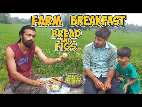 Farm Vlog | A Perfect Morning in the Countryside #farmvlog #figs #familyfarm