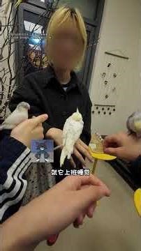 Adorable Pet Coffee Adventure: A Day in the Life of Exotic Climbers