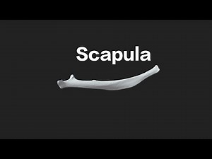 Chicken Scapula | Anatomy | World of Poultry