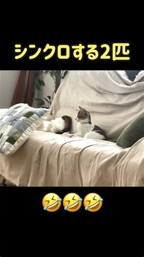 懐かしのカプリとオレオ氏 #cat #lifeisbutadream #猫のいる暮らし