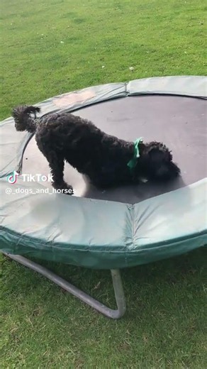 Gus CAVAPOO fooling around.DogtrainersUK