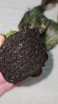 A visual explanation of the harm caused by soil gnats and midges, and how to get rid of them #plants