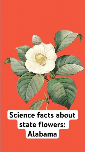 Science facts about state flowers: Alabama | Science News