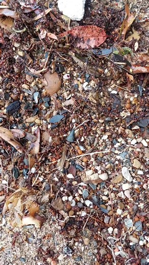 29K views · 257 reactions | I found a fossil tooth washed up on an Australian beach #fossil #beach #sharks | Mamlambo | Facebook
