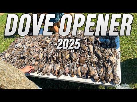 The Ultimate Dove Hunting Video 3 | Louisiana Dove Opener 2025