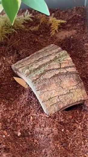 Green Anole Quick Jump and Freeze 🦎⚡ In one split second, the green anole launches forward — and just as quickly, it freezes in place. This rapid jump-and-freeze behavior is one of the most fascinating traits of these agile little reptiles. Green anoles rely on speed and stillness as survival strategies. The sudden leap helps them escape perceived threats or move toward prey, while the freeze response allows them to blend into their surroundings. Their bright green color provides natural camouf