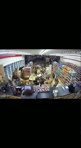 The Most Unexpected Guest: CCTV Catches Dog Stampede