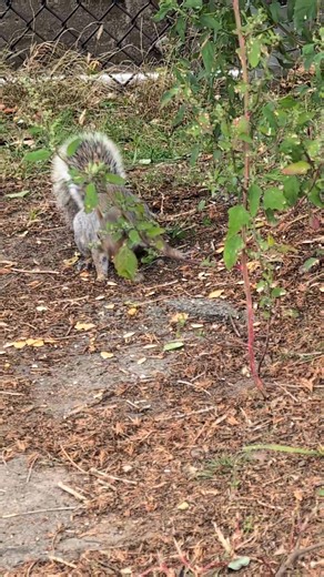 65 reactions | This squirrel wanna play hide and seek  | Four A | Facebook