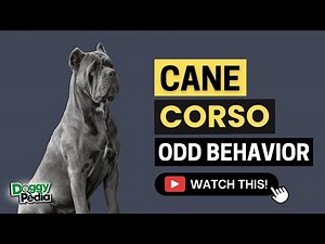 15 Odd Behaviors Cane Corso Do And What They Mean