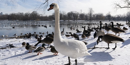 La sconcertante varietà di peni nel regno animale - Il Post