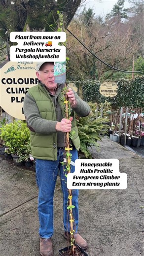 #add WEB-SHOP https://pergolanurseries.com .. Lonicera Hall's Prolific- Japanese EVERGREEN HONEYSUCKLE ,Fragrant cream/yellpw flowers for months . Fast Growing . Perfect to climb on a fence ,wall or arch . Extra strong..(175 Cm )Ready for planting Webshop https://pergolanurseries.com.🚚 ALL IRELAND DELIVERY 🚚 32 Counties Pergola Nurseries Garden Corner, Virginia, Co Cavan “A gardeners oasis of quality plants “ Open Tuesday to Saturday 10.3-5 Open Sundays 2-5 #fyp #garden #gardening #flowers