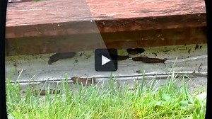 Vattenglas – nya effektiva metoden mot mördarsniglar!