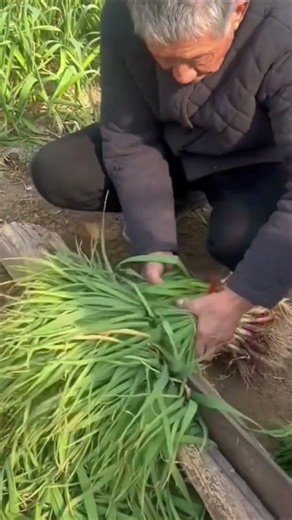 🌿 Grass Cutting with Sharp Cutter Tool