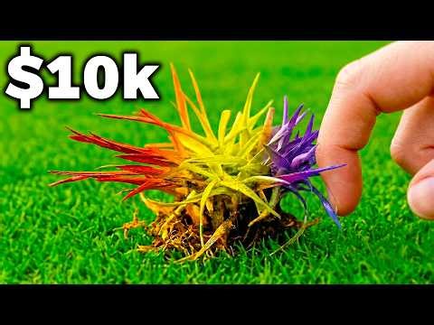 I Touched $1 vs $10,000 Grass!