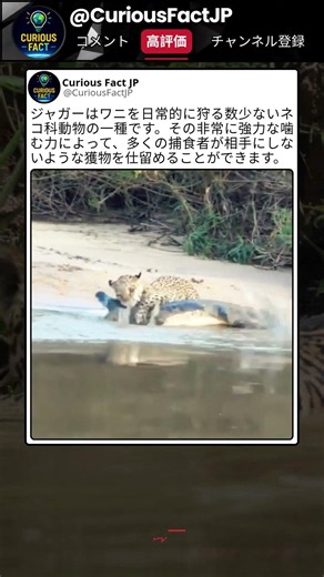 ジャガーが狙った相手は…