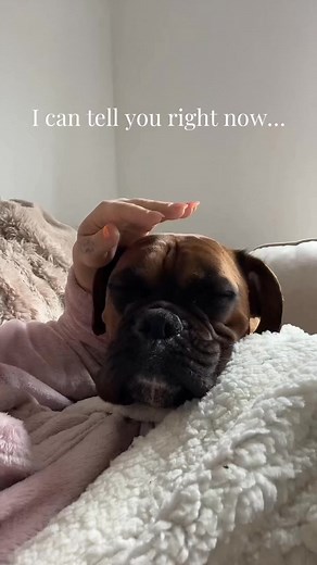 96K views · 2.5K reactions | 懶 | Trunks the Boxer | Facebook