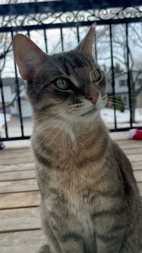 Wait for Zuma’s Dramatic Return… 😳 #ZumaCat #CatShorts #FunnyCat #DramaticCat #MainCharacterEnergy