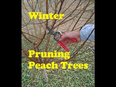 Pruning Peach Trees in Arizona - Saturn Peach