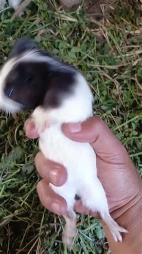 part 34 || omg so beautiful baby guinea pig animals 😍 #pets #farming #guineapighome #cute #guineapig