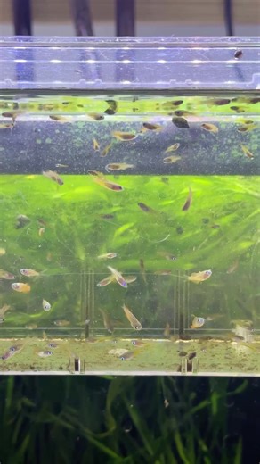 Batch of Pseudomugil Luminatus in Grow Out Tank