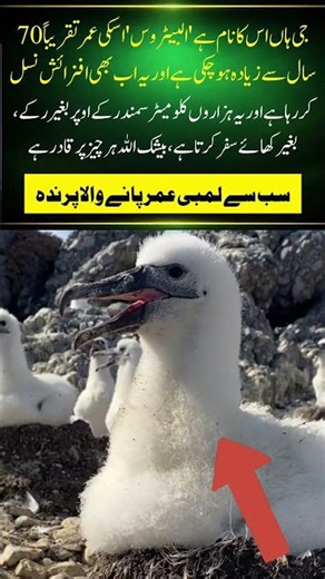 The Bird That Never Stops: Amazing Albatross Facts!#naturefacts#nature#wildlife #shorts