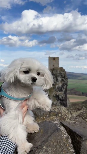 #dog #funny #maltipoo #pets #maltese #puppy #doglife #love #adorable #travel #animals