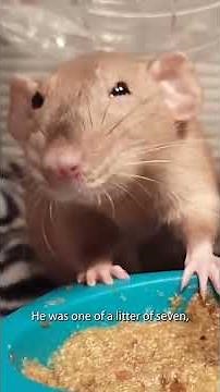 Pizza Rat: Behind The Pizza! #NYC #Pizza #newyorkcity