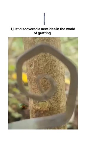 FINDING on Instagram: "The post showcases a manual hexagonal patch budding technique for tree grafting, using a hammer and knife to carve a precise six-sided slot in mature bark for scion insertion, maximizing cambium contact for fusion. This variant of traditional patch budding, which peer-reviewed studies report success rates up to 96% in early spring, enables low-cost propagation of fruit varieties on established trees without specialized tools. Posted by Rwandan sustainable farming influence