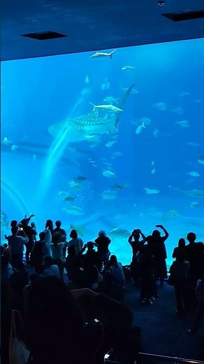 #日本 #沖繩縣 #美麗海水族館 #沖縄美ら海水族館 #鯨鯊 #魟魚 #巨型水族箱 #20251216 #沖繩旅遊 #沖繩景點 #amazing