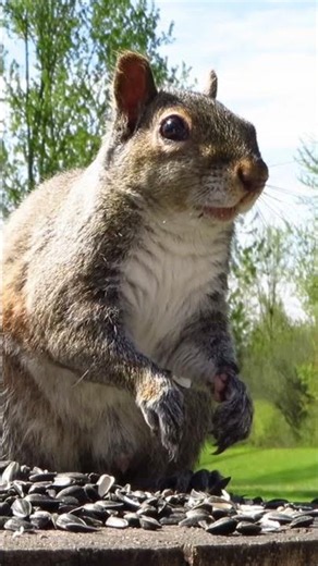 Grey squirrel eats a few quick sunflower seeds