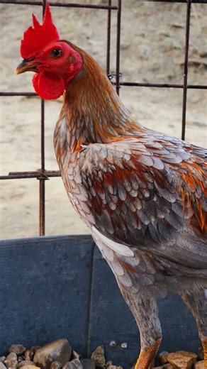 Gallino Cenizo Plateado