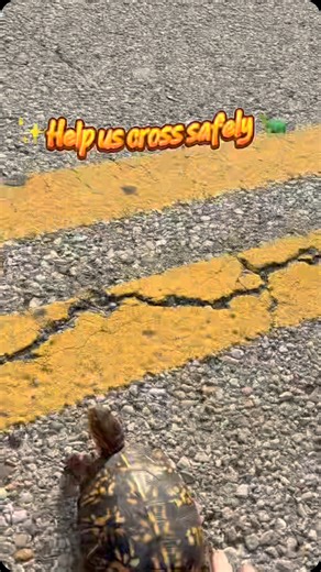 37 reactions | Turtle crossing?! What to do⬇️ • Don’t put other in danger, use hazard lights and watch carefully for oncoming traffic. •Avoid excessive handling and handle gently. • Maintain the same direction of travel and place the turtle several feet off the roadside. #ANews #AthensOhio #Athens #SouthEastOhio #MidOhioValley #OhioUniversity #OhioBobcats #Turtles | The Athens NEWS | Facebook