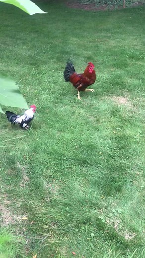 Rooster Percy and Bantam Roosters #dublinflowerfarm #rooster #bantam #backyardchickens