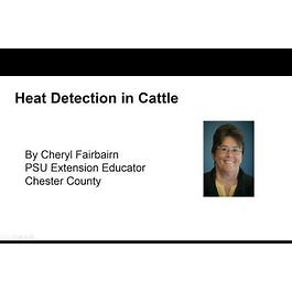 Heat Detection in Beef Cattle
