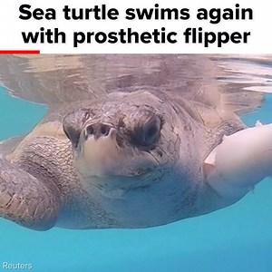 78K views · 1.2K reactions | #savetheturtles | BuzzFeed Video | Facebook