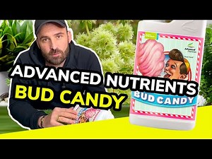 Présentation du Bud Candy d'Advanced Nutrients