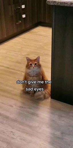 The Strongest Shape: Exploring the Pyramid Cat Phenomenon