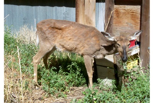 Everything You Need to Know About “Zombie Deer Disease”