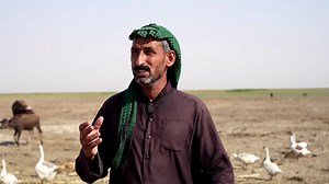 146K views · 528 reactions | Water buffalo herders in Iraq's southern marshes say they are suffering from increasing water scarcity and fear what’s to come in the summer months ahead | Reuters | Facebook